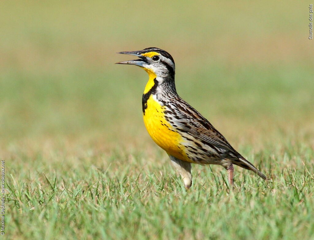 Eastern Meadowlark