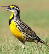 Eastern Meadowlark