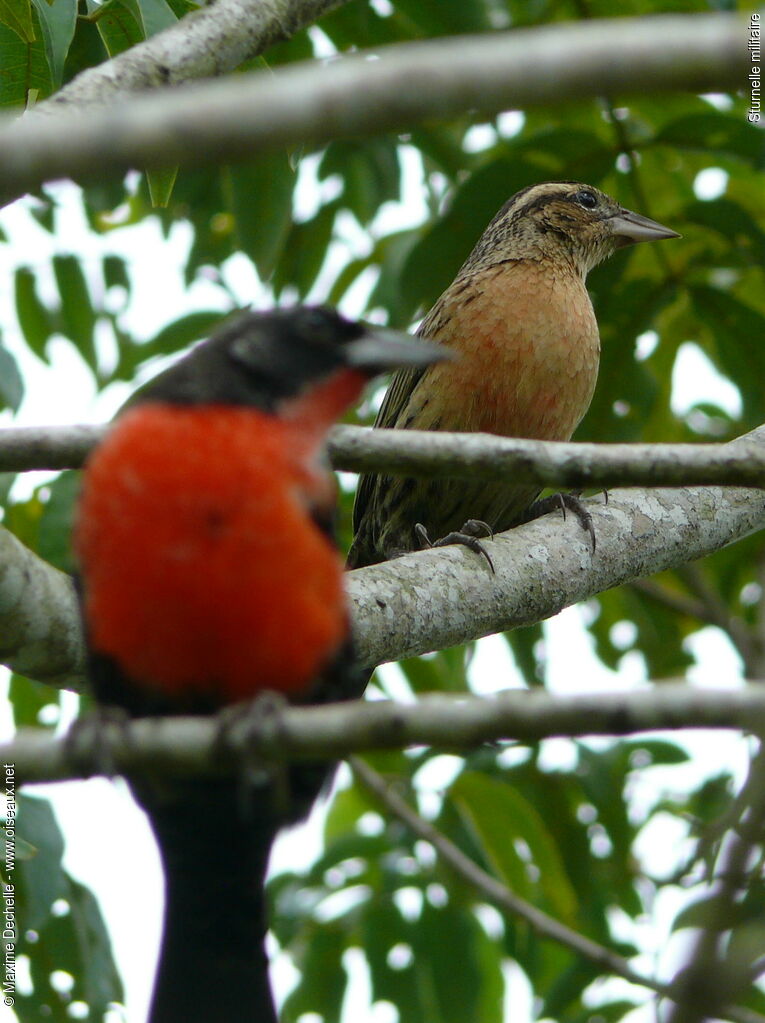 Red-breasted Blackbird female adult