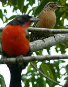 Red-breasted Blackbird