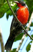 Red-breasted Meadowlark