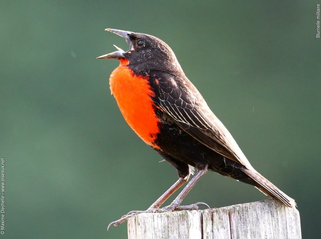 Red-breasted Blackbird male adult, identification, song