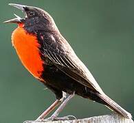 Red-breasted Meadowlark