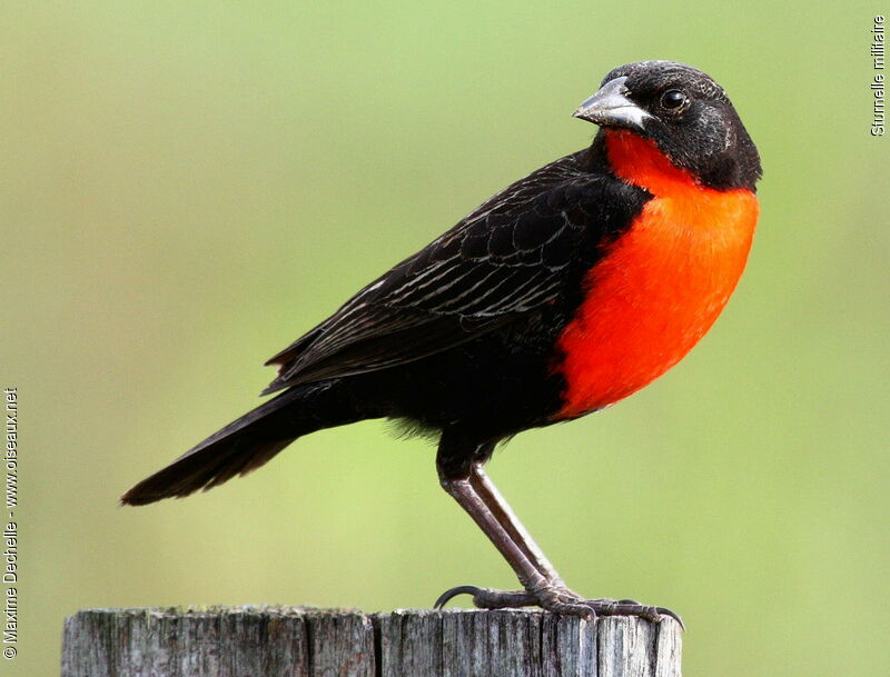 Red-breasted Blackbird male adult, identification