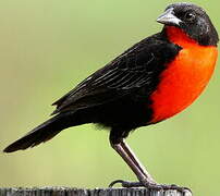 Red-breasted Meadowlark