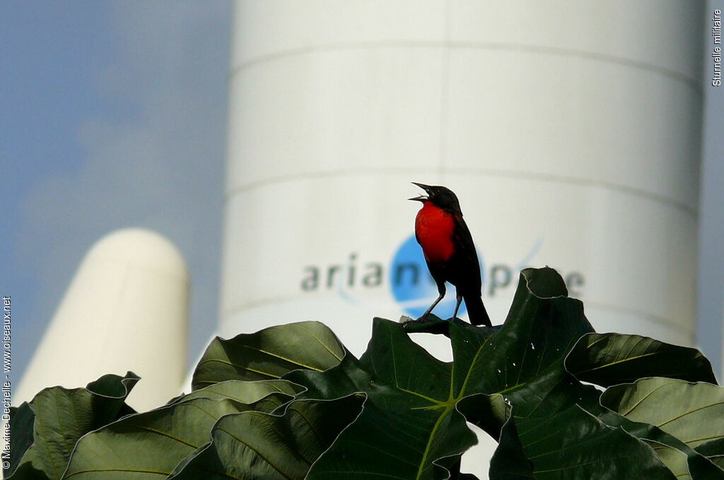 Red-breasted Blackbird male adult, song