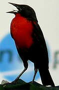 Red-breasted Meadowlark