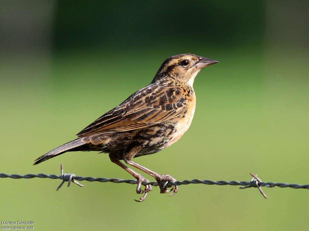 Red-breasted Blackbird female adult, identification