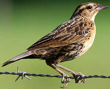 Red-breasted Blackbird