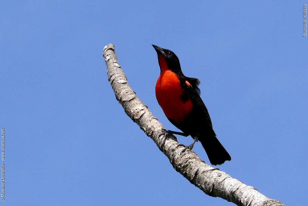 Red-breasted Blackbird male adult