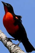 Red-breasted Blackbird