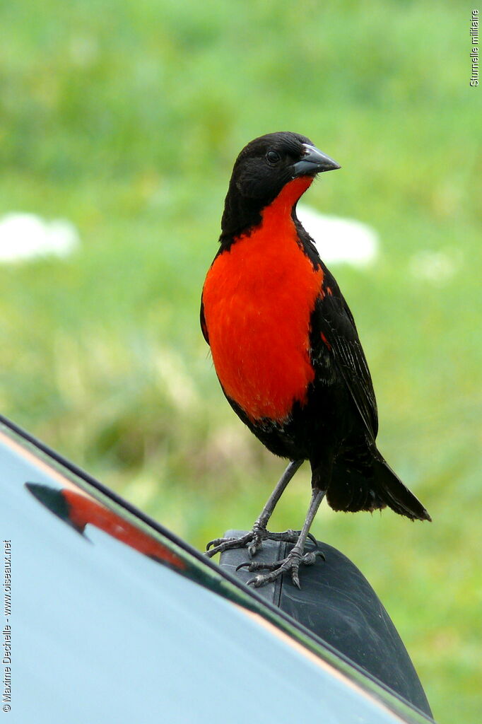 Red-breasted Blackbird male adult, identification, Behaviour