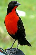 Red-breasted Meadowlark