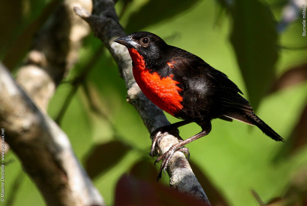 Red-breasted Blackbird male adult