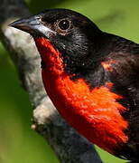 Red-breasted Blackbird