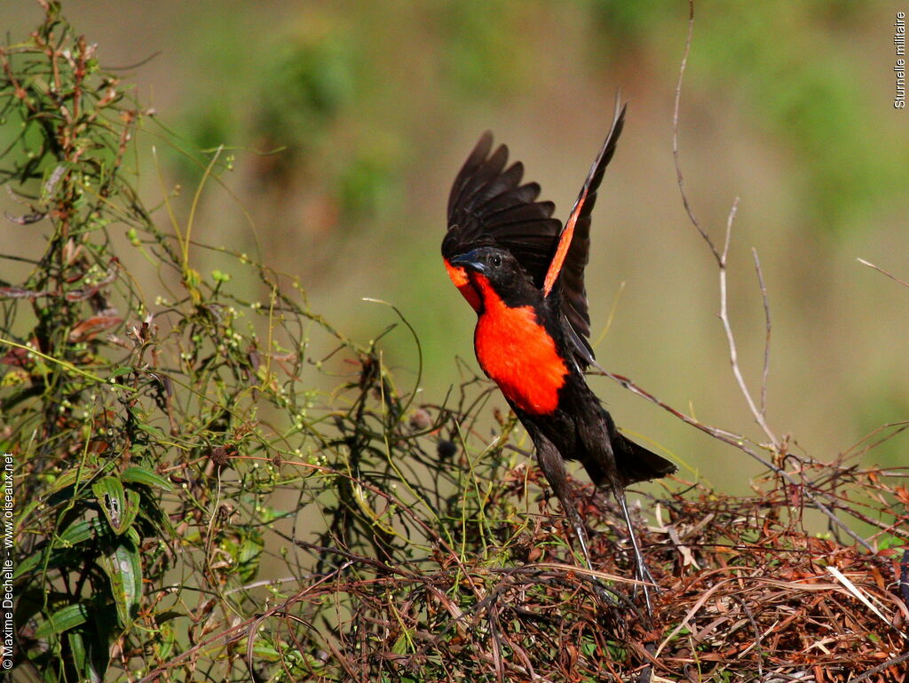 Red-breasted Blackbird male adult