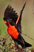 Red-breasted Meadowlark