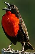 Red-breasted Blackbird