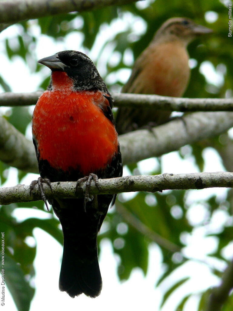 Red-breasted Blackbird adult