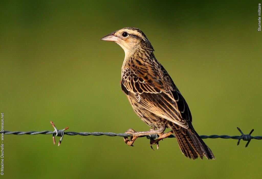 Red-breasted Blackbird female adult, identification