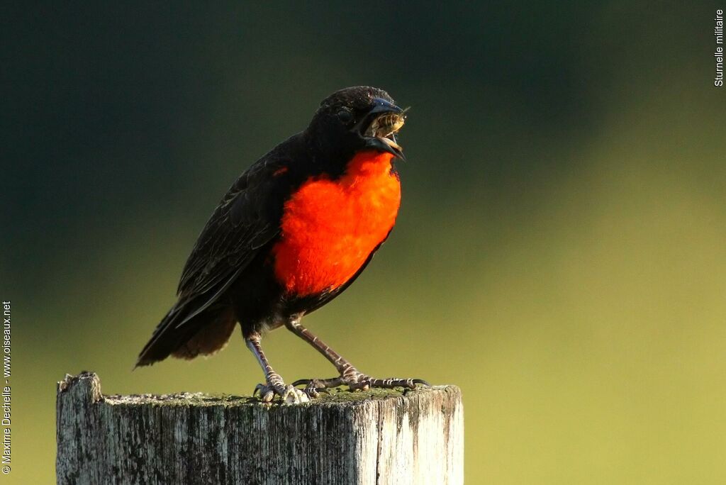 Red-breasted Blackbird male adult, feeding habits