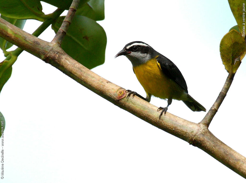 Bananaquit