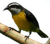 Bananaquit