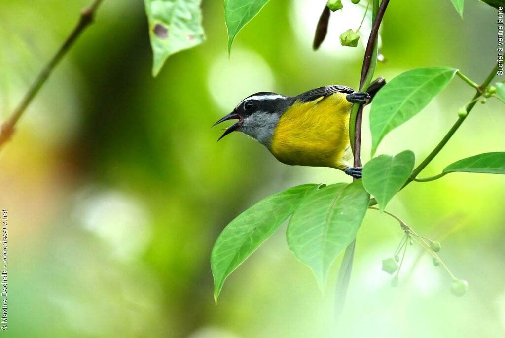 Bananaquit