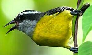 Bananaquit