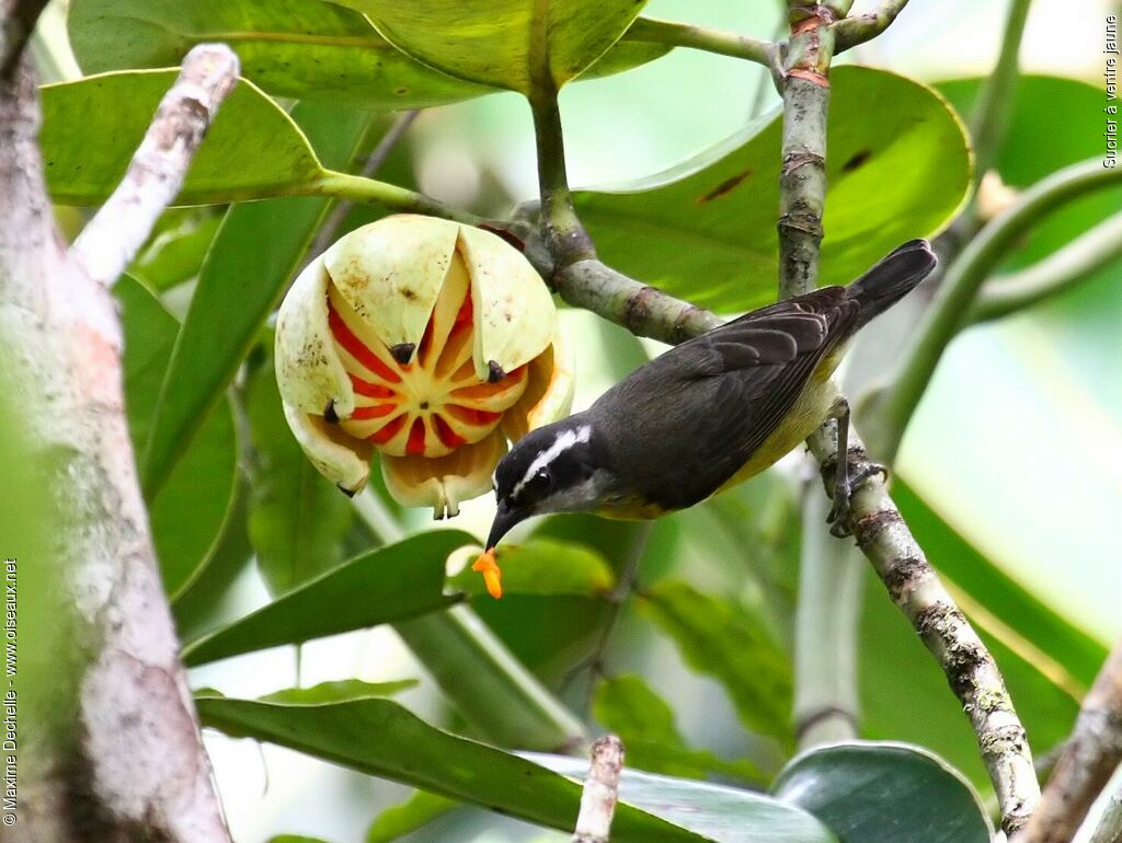 Bananaquit, feeding habits