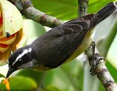 Bananaquit