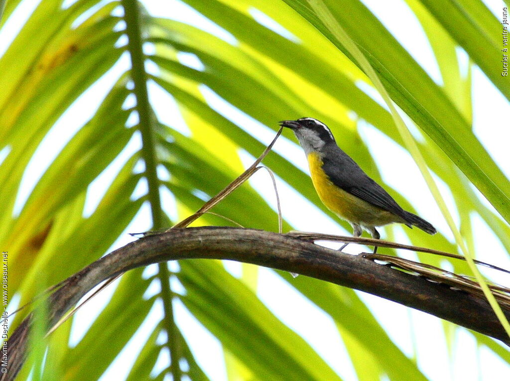 Bananaquit