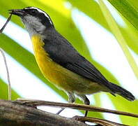 Bananaquit