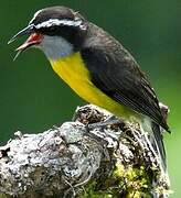 Bananaquit