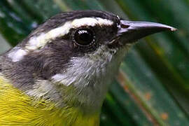 Bananaquit