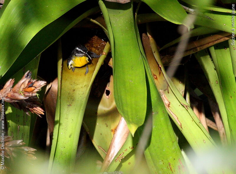 Bananaquit, identification, Behaviour