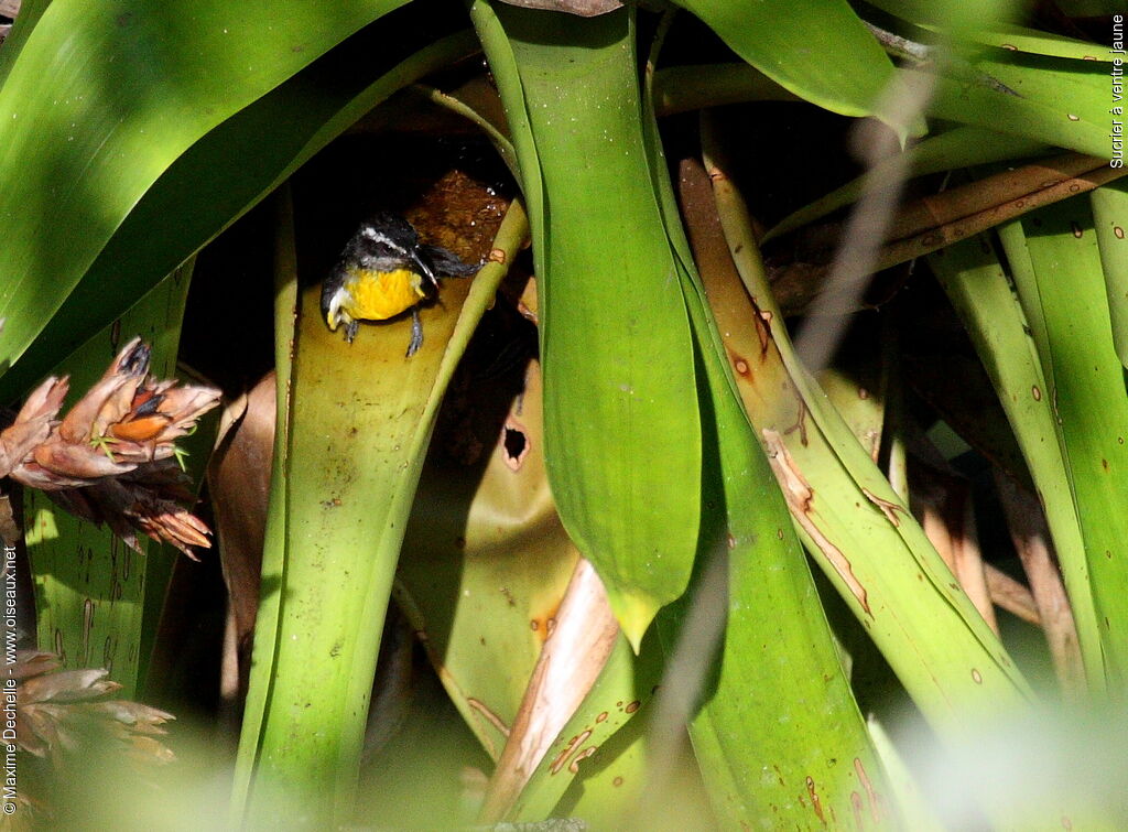 Bananaquit, identification, Behaviour