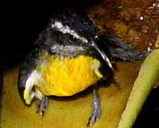 Bananaquit