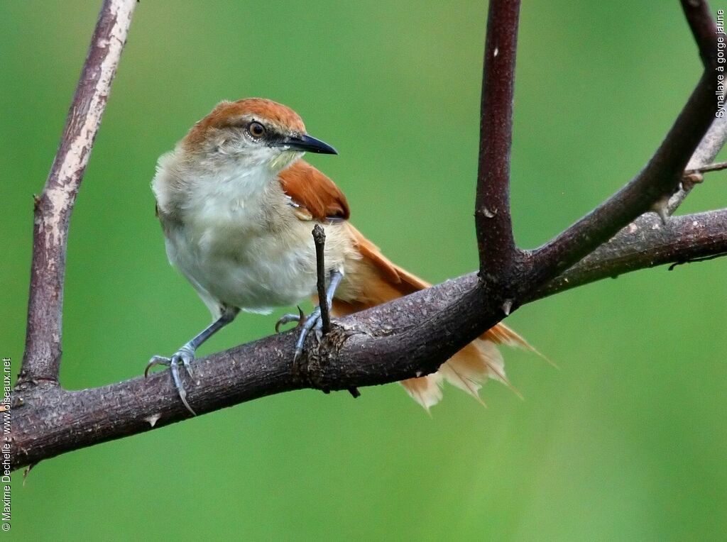 Yellow-chinned Spinetail