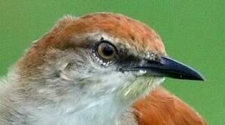 Yellow-chinned Spinetail