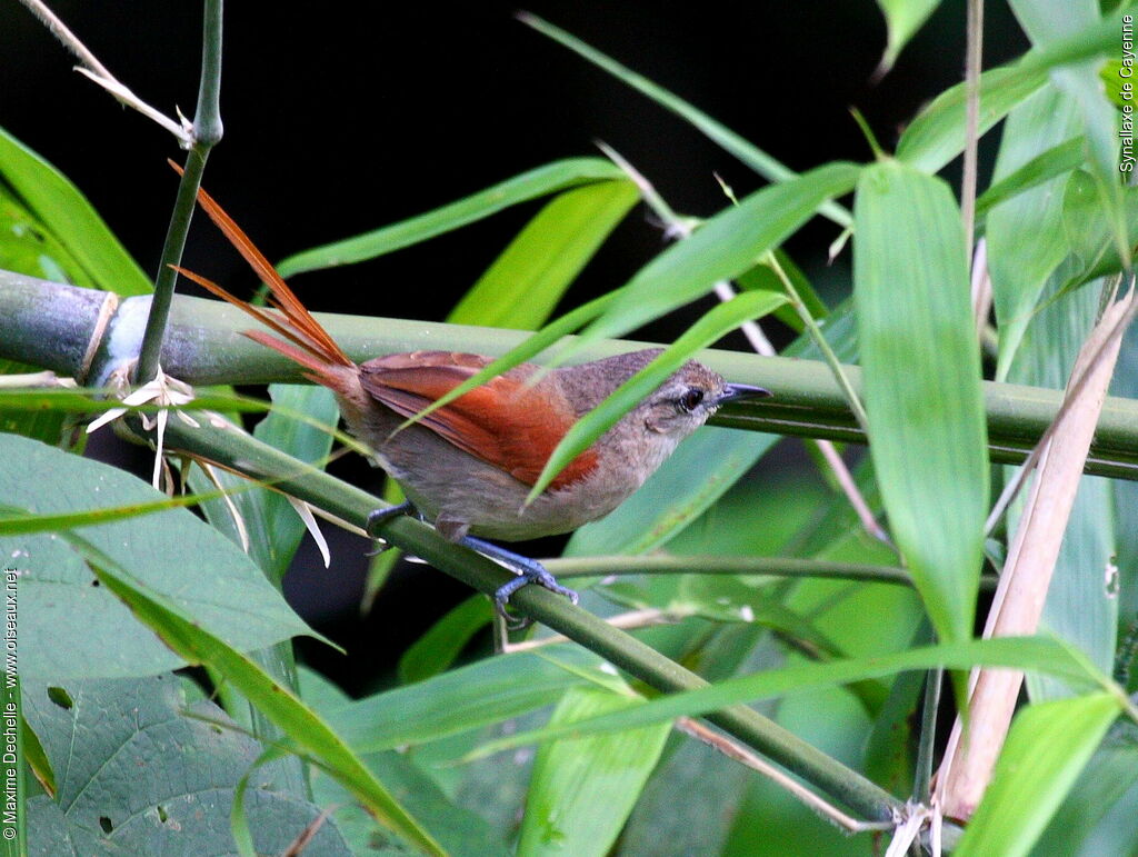 Plain-crowned Spinetail