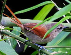 Plain-crowned Spinetail