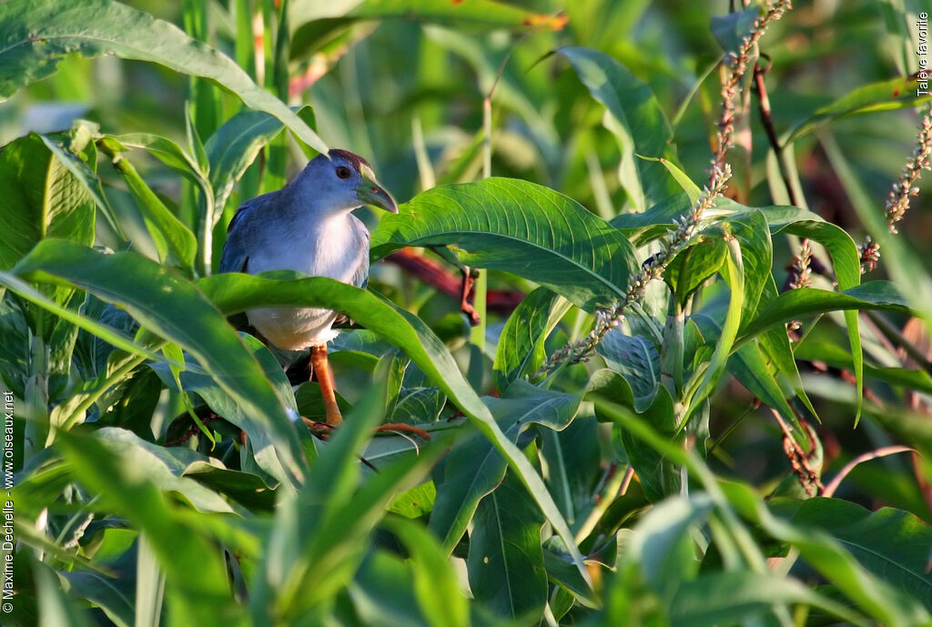 Azure Gallinule