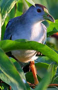 Azure Gallinule