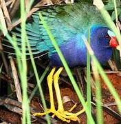 Purple Gallinule