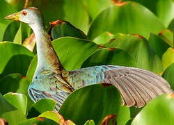 Purple Gallinule