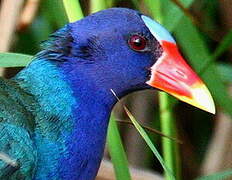 Purple Gallinule