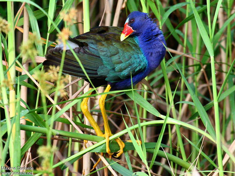 Purple Gallinuleadult, identification