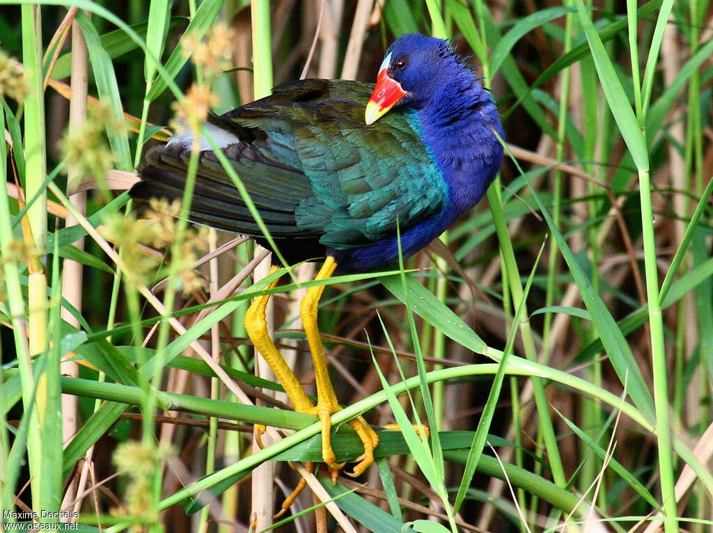 Talève violacéeadulte, identification