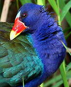 Purple Gallinule